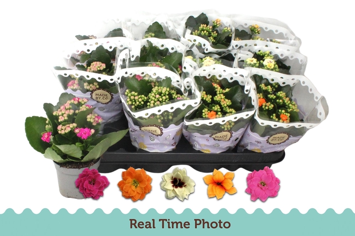 <h4>KAL GE GEM 5 KL</h4>