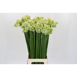 Ornithogalum Saundersiae