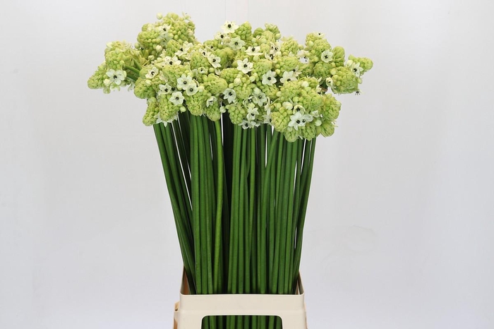 <h4>Ornithogalum Saundersiae</h4>