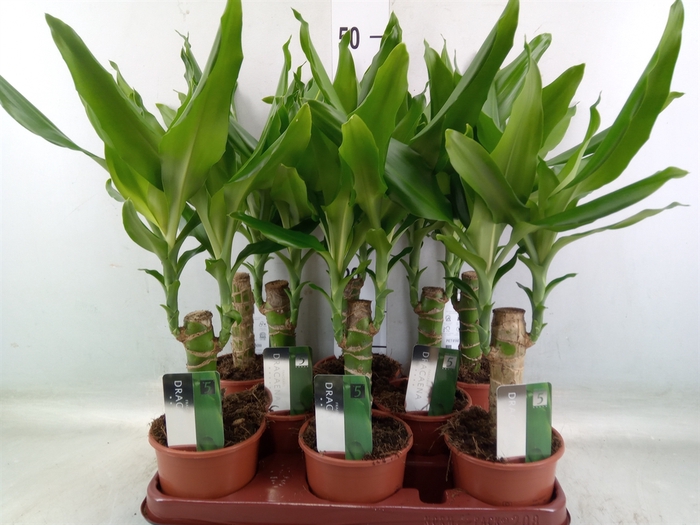 <h4>Dracaena frag. 'Steudneri'</h4>