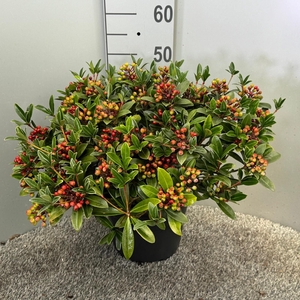 Skimmia japonica 'Winnie Dwarf'