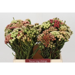 Kaaps Groen Red Brunia Small
