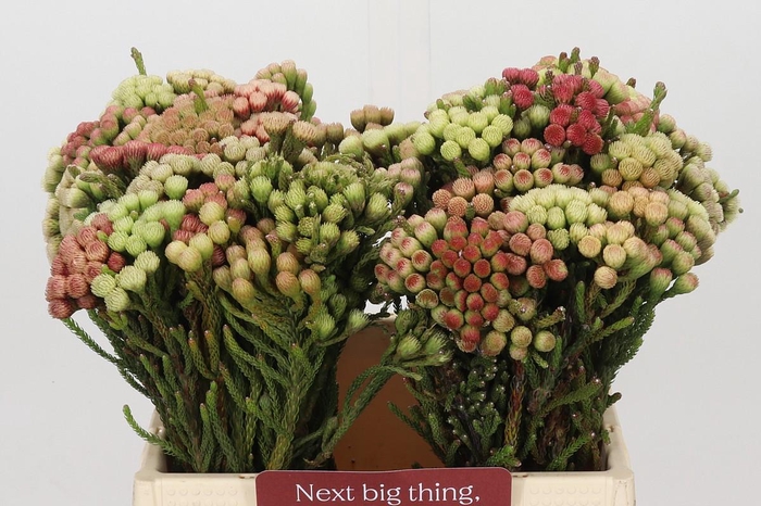 <h4>Kaaps Groen Red Brunia Small</h4>
