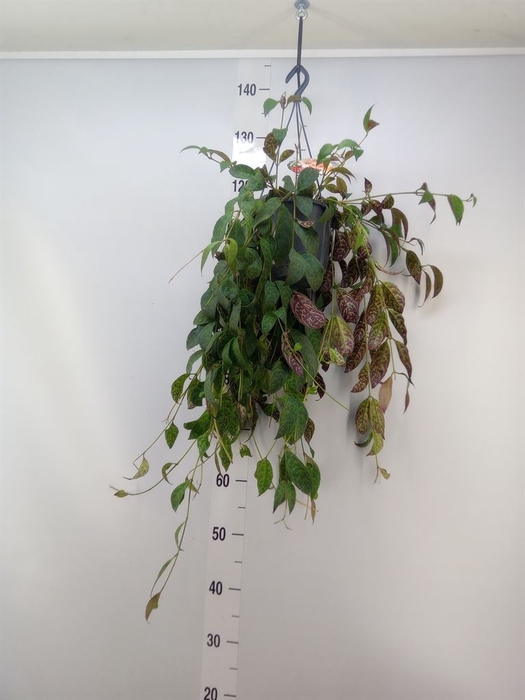 <h4>Aeschynanthus marmoratus</h4>