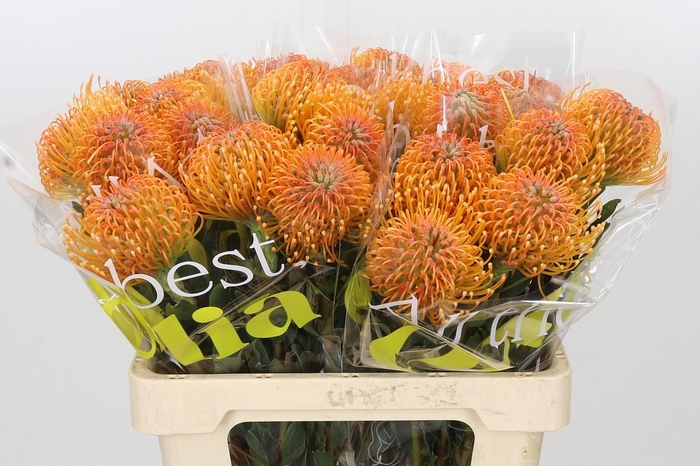 Nutans Ayoba Peach