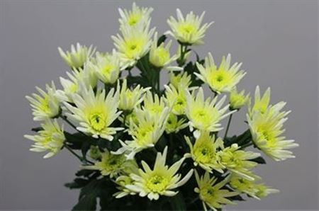 <h4>Chr T Delianne White</h4>