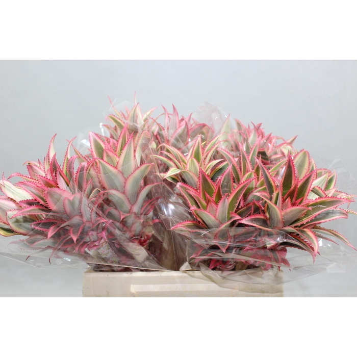 <h4>Ananas Inflo</h4>