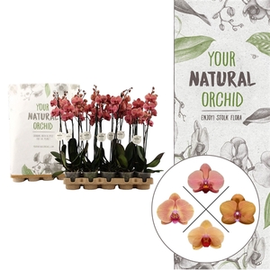 Your Natural Orchid | Eco Orange | Phalaenopsis 2 spike