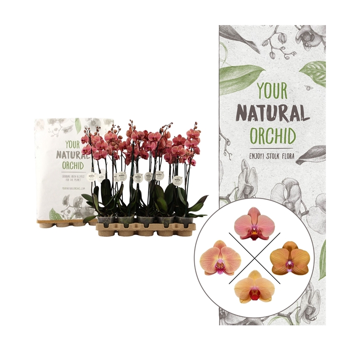 <h4>Your Natural Orchid | Eco Orange | Phalaenopsis 2 spike</h4>