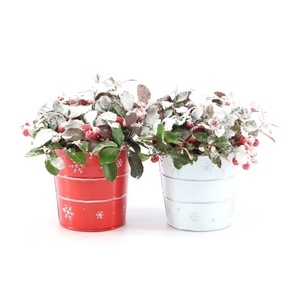 Gaultheria pr. 'Big Berry'® P10 in Zinc X-mas Duo + Snow