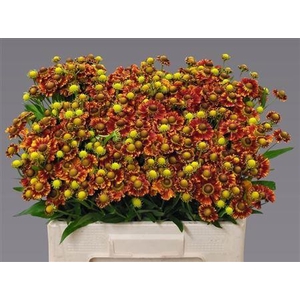 HELEN AUTUMN FIRE