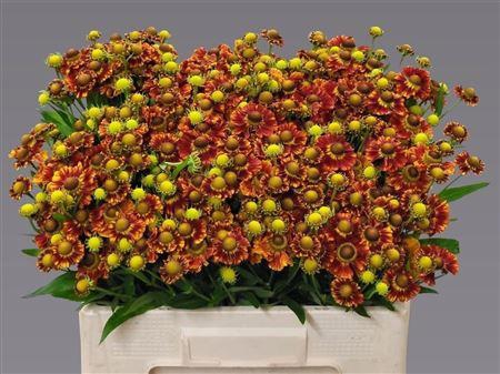 <h4>HELEN AUTUMN FIRE</h4>