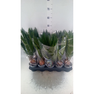 Cycas revoluta