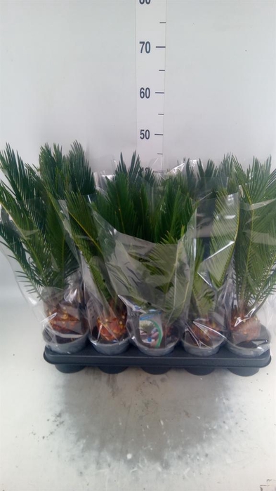 <h4>Cycas revoluta</h4>