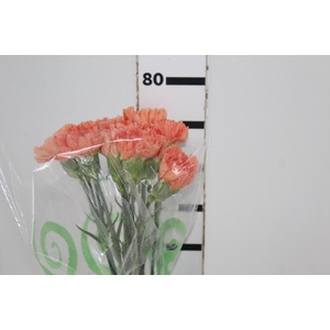 CRAVO LARANJA 070 CM