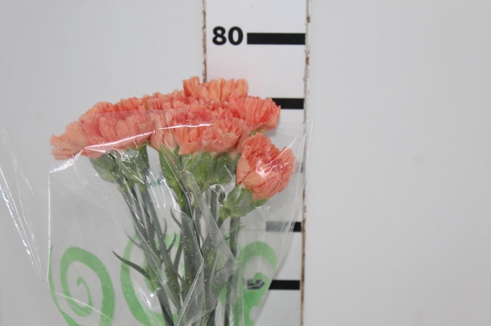 <h4>CRAVO LARANJA 070 CM</h4>