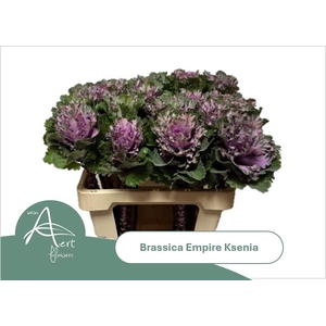 BRASS EMPIRE KSENIA
