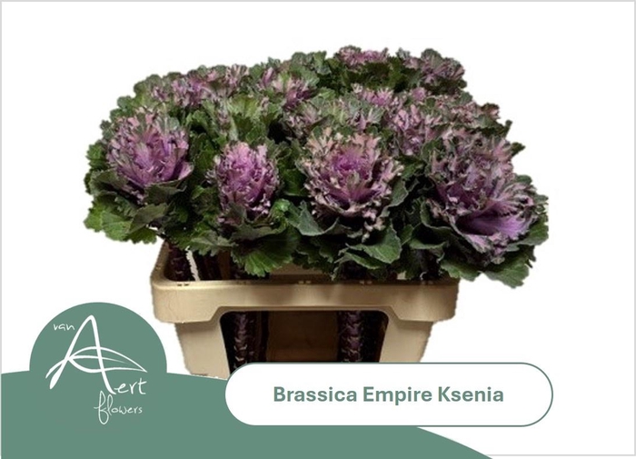 <h4>BRASS EMPIRE KSENIA</h4>