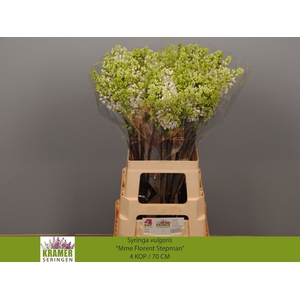 SYR V MME FL STEPMAN