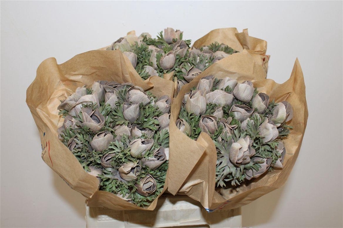 <h4>Anem Marianne Powder Brown</h4>