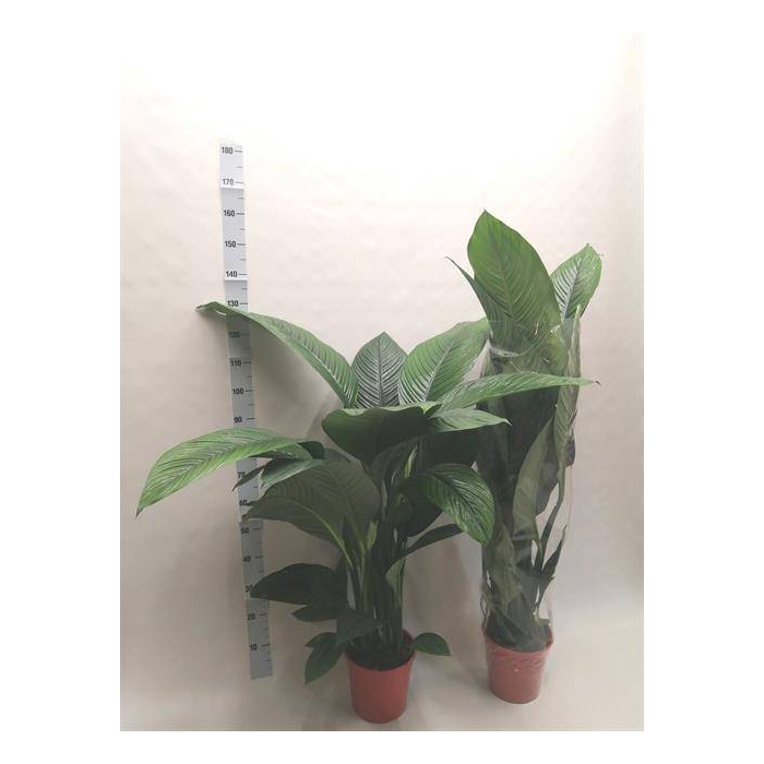 <h4>Spathiphyllum Sensation 24Ø 160cm</h4>