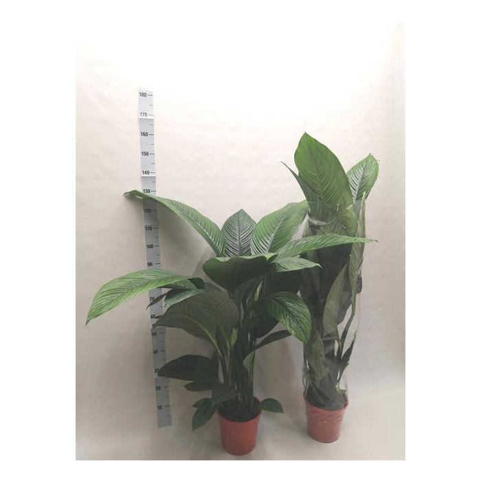 <h4>Spathiphyllum Sensation 24Ø 150cm</h4>