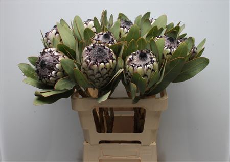 <h4>Protea Barbigera</h4>