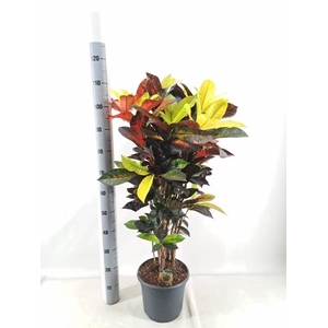 Codiaeum variegatum Mrs Iceton 26Ø 110cm 1pp