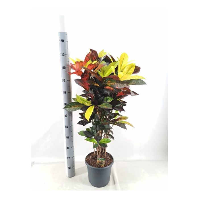 <h4>Codiaeum variegatum Mrs Iceton 26Ø 110cm 1pp</h4>