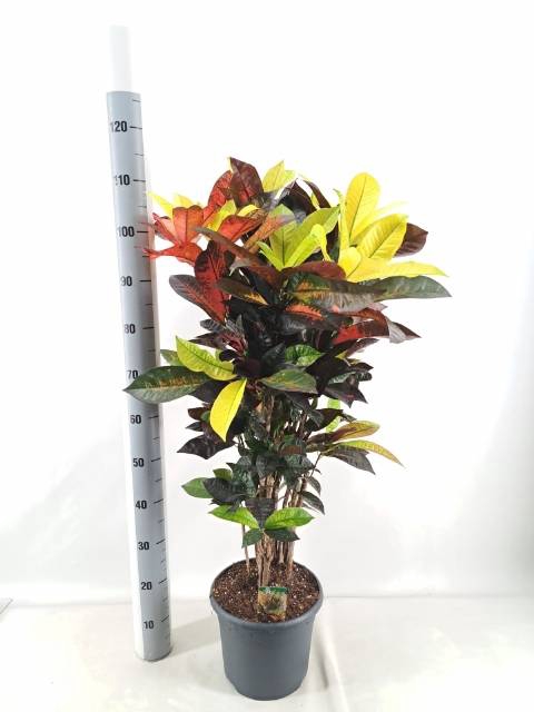 Codiaeum variegatum Mrs Iceton 26Ø 110cm 1pp