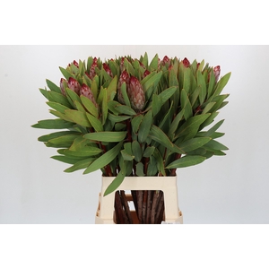PROTEA ROBIJN