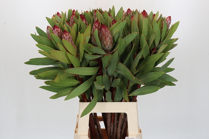 <h4>PROTEA ROBIJN</h4>