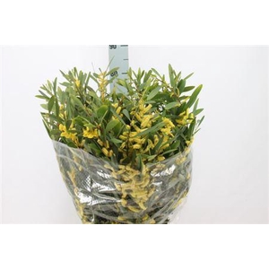 Acacia Mimosa Ciniglia 200 Gram