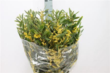 <h4>Acacia Mimosa Ciniglia 200 Gram</h4>