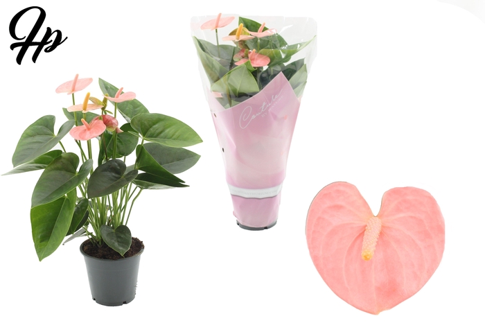 Anthurium 12 cm Spirit in Couture sleeve