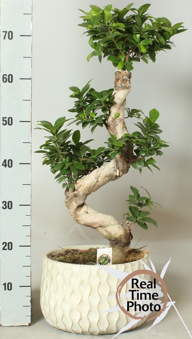 <h4>FIC MI GINSENG</h4>