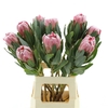 Protea Pink Ice