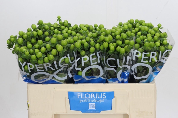 <h4>Hypericum Coco Bamboo</h4>