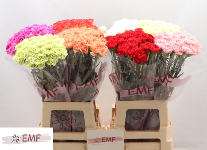 <h4>DI ST GEM IN FUST</h4>