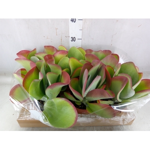 Kalanchoe NF thyrsiflora