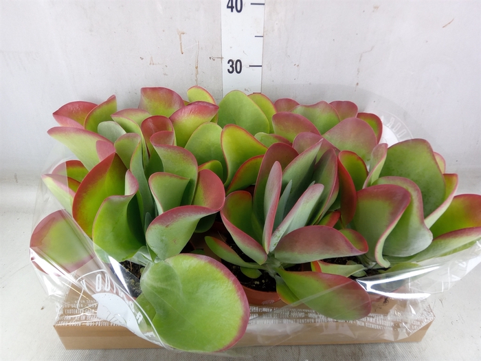 <h4>Kalanchoe NF thyrsiflora</h4>