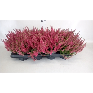 Calluna vulg. 'Garden G Athene'