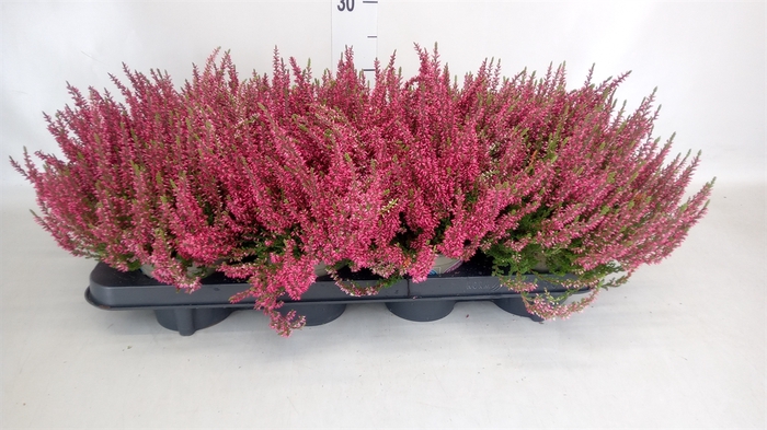 <h4>Calluna vulg. 'Garden G Athene'</h4>