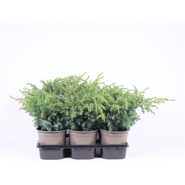 <h4>Juniperus squamata 'Blue Swede'</h4>