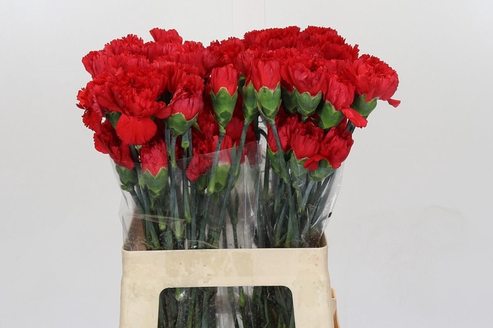 <h4>Dianthus St Turbo</h4>