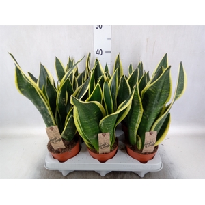 Sansevieria trifa. 'Futura Superba'