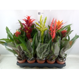 Bromelia   ...mix