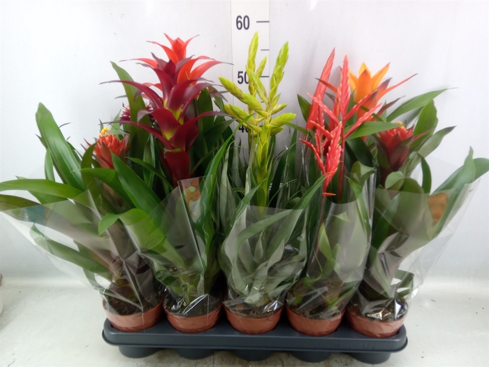 <h4>Bromelia   ...mix</h4>