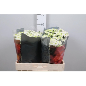 Chr S Maverick White