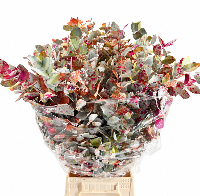 <h4>Euc. Cinerea Painted $Premium Picasso</h4>